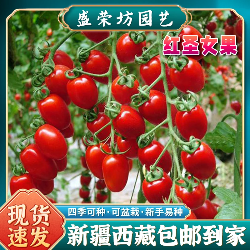 【新疆包邮】超甜圣女果种子四季盆栽小番茄西红柿种植蔬果种子