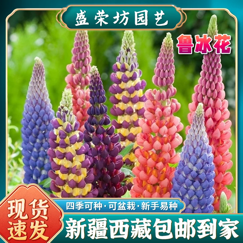 【新疆包邮】鲁冰花种子混色四季阳台盆栽地栽易种多年生鲁冰花种