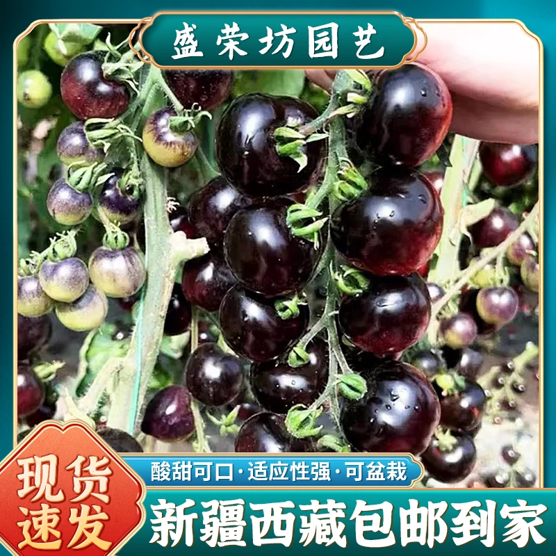 【新疆包邮】可盆栽紫黑番茄种植子黑西红柿蔬菜种植籽子四季可种