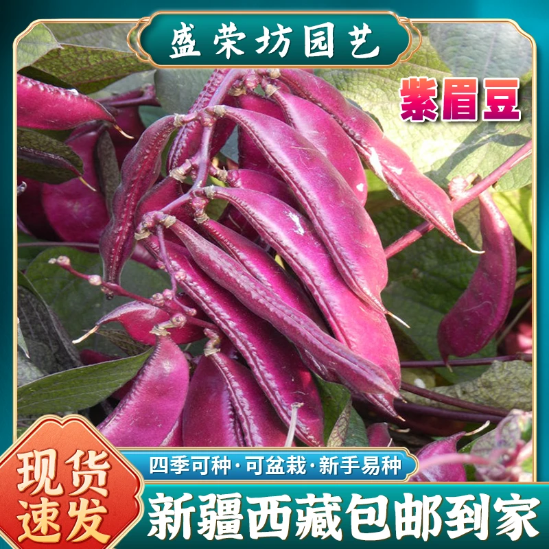 【新疆西藏包邮】紫眉豆种子早熟肉厚绿眉扁豆角籽春季播蔬菜种孑