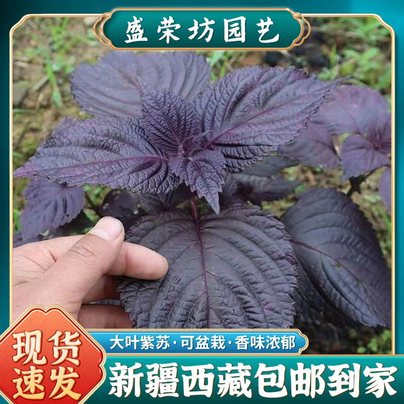 【新疆包邮】紫苏种子种籽孑子苗盆栽食用紫苏叶四季紫苏子种植菜