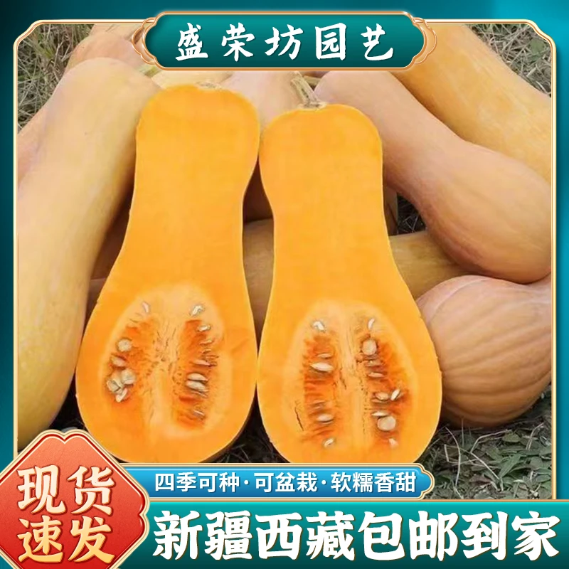 【新疆包邮】可盆栽奶油南瓜种子四季可种高产特色蔬菜种子大全