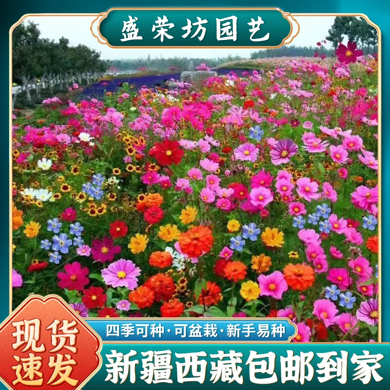 【新疆西藏包邮】 七彩花海组合适合室外阳台盆栽种子四季简单