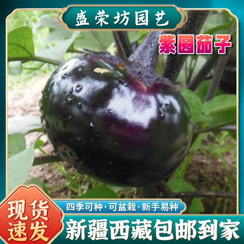 【新疆包邮】紫圆茄种子油亮高产香味浓种植简单紫色蔬菜茄子种子