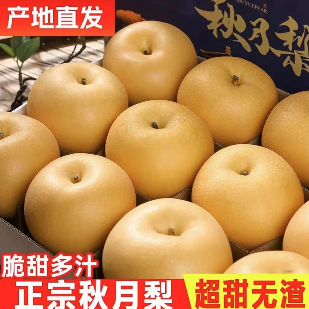 正宗山东莱阳秋月梨当季新鲜水果一口爆汁吃一口馋一年