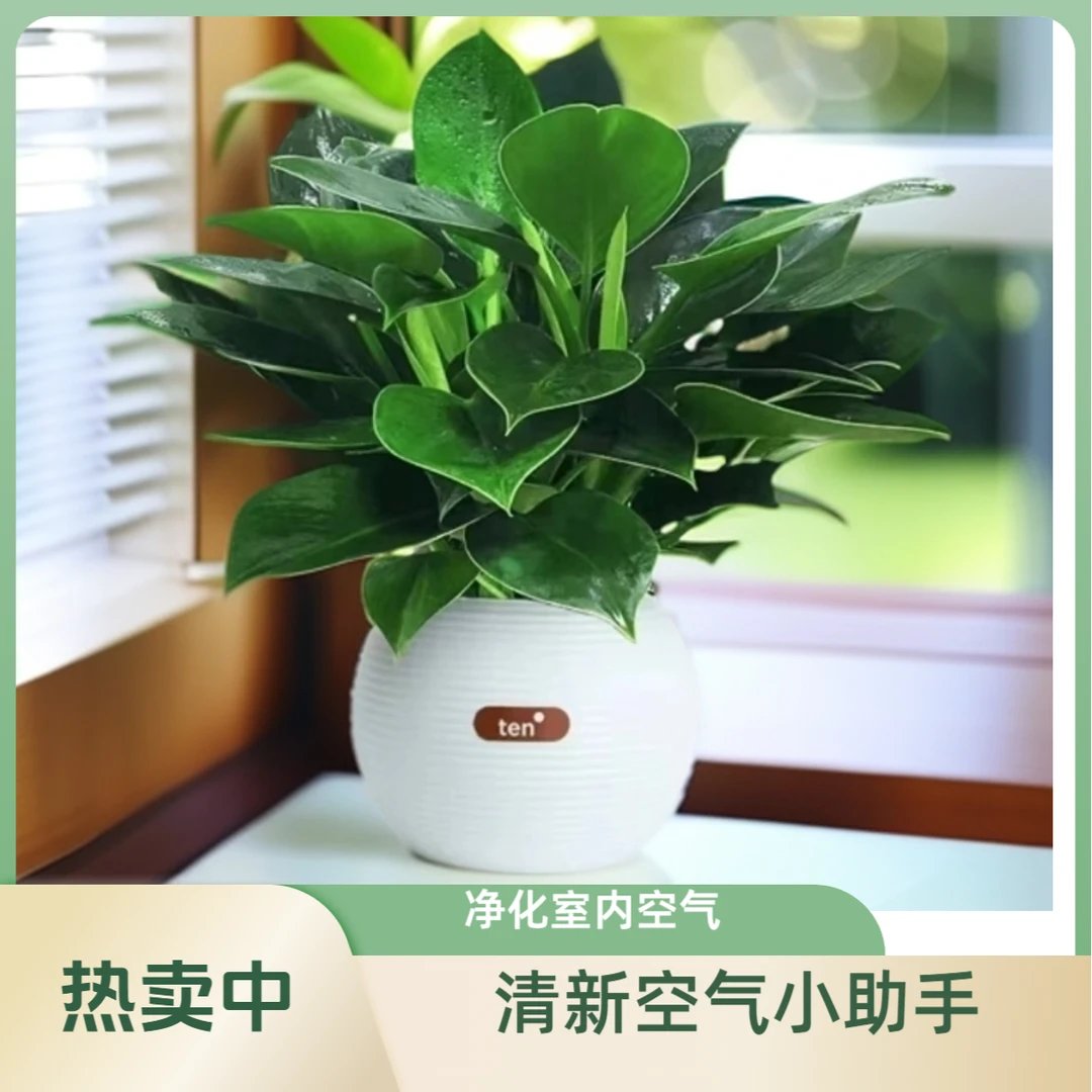 绿公主盆栽招财植物金钻办公室内好养四季常青吸甲醛花卉桌面绿2