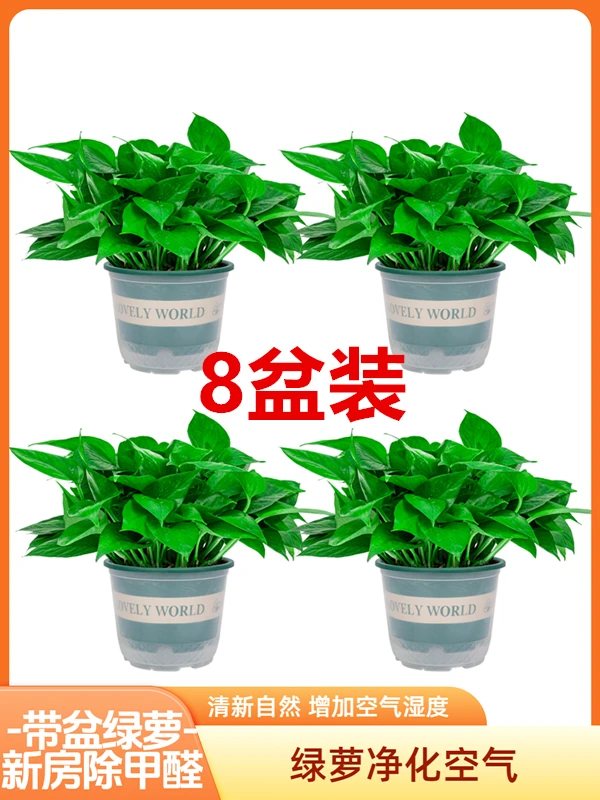 【精品8盆装】桌面大盆绿萝盆栽室内植物绿箩新房家用吸除甲醛防辐