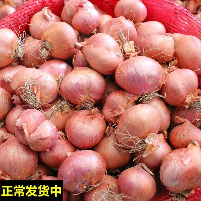【超低价】东北毛葱特产新鲜栽子纯毛葱小洋葱头鬼子1/3/5斤包邮