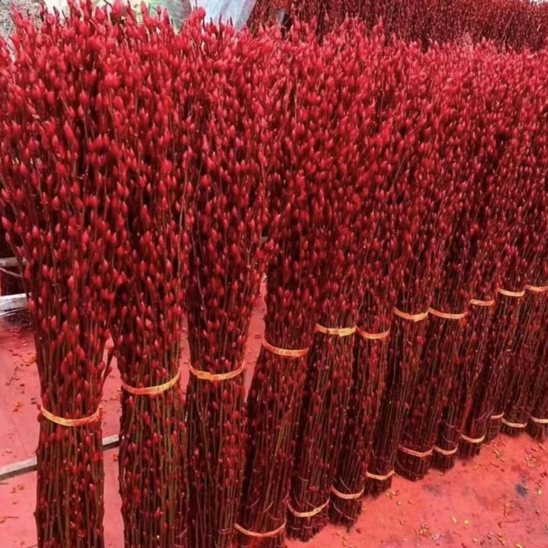 【红红火火】红色银柳干花真花鲜枝银柳耐寒年宵花水培花彩色室内花