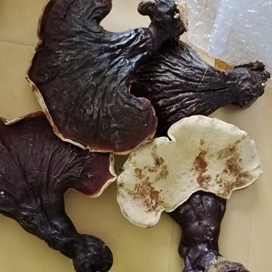 长白山野生赤芝干