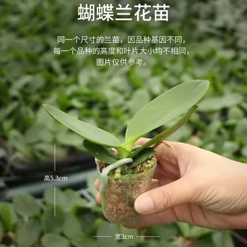 蝴蝶兰花苗盆栽室内绿植观花四季开花好养植物