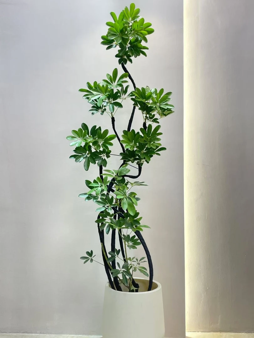 八方来财鸭脚木网红绿植净化空气造型室内大型植物