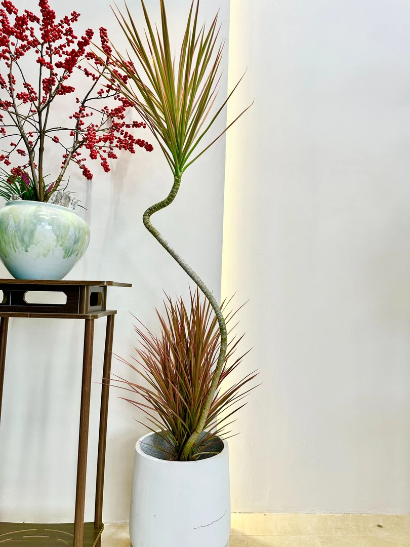 七彩千年木室内鲜活绿植基地发货