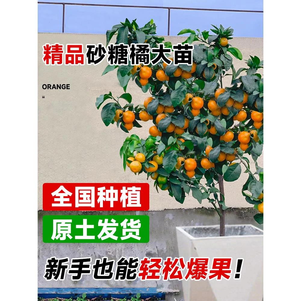 广西砂糖橘树苗正宗嫁接无核橘子沃柑脐橙子桔子盆栽无籽沙糖桔树
