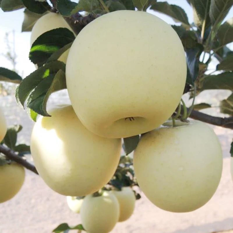 嫁接瑞雪苹果树苗晚熟脆甜黄金苹果苗南北方庭院盆栽地栽当年结果