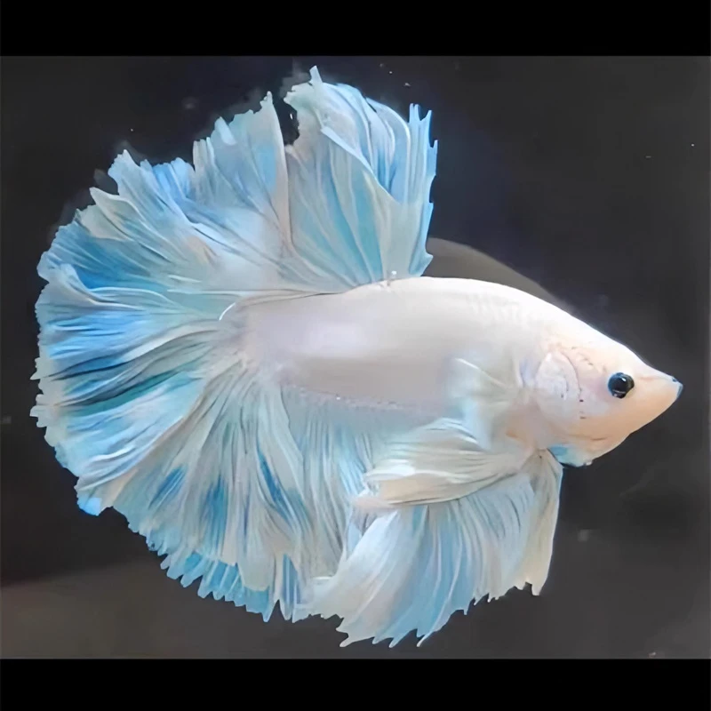 B18（409-432）泰国斗鱼小型热带观赏鱼、耐活