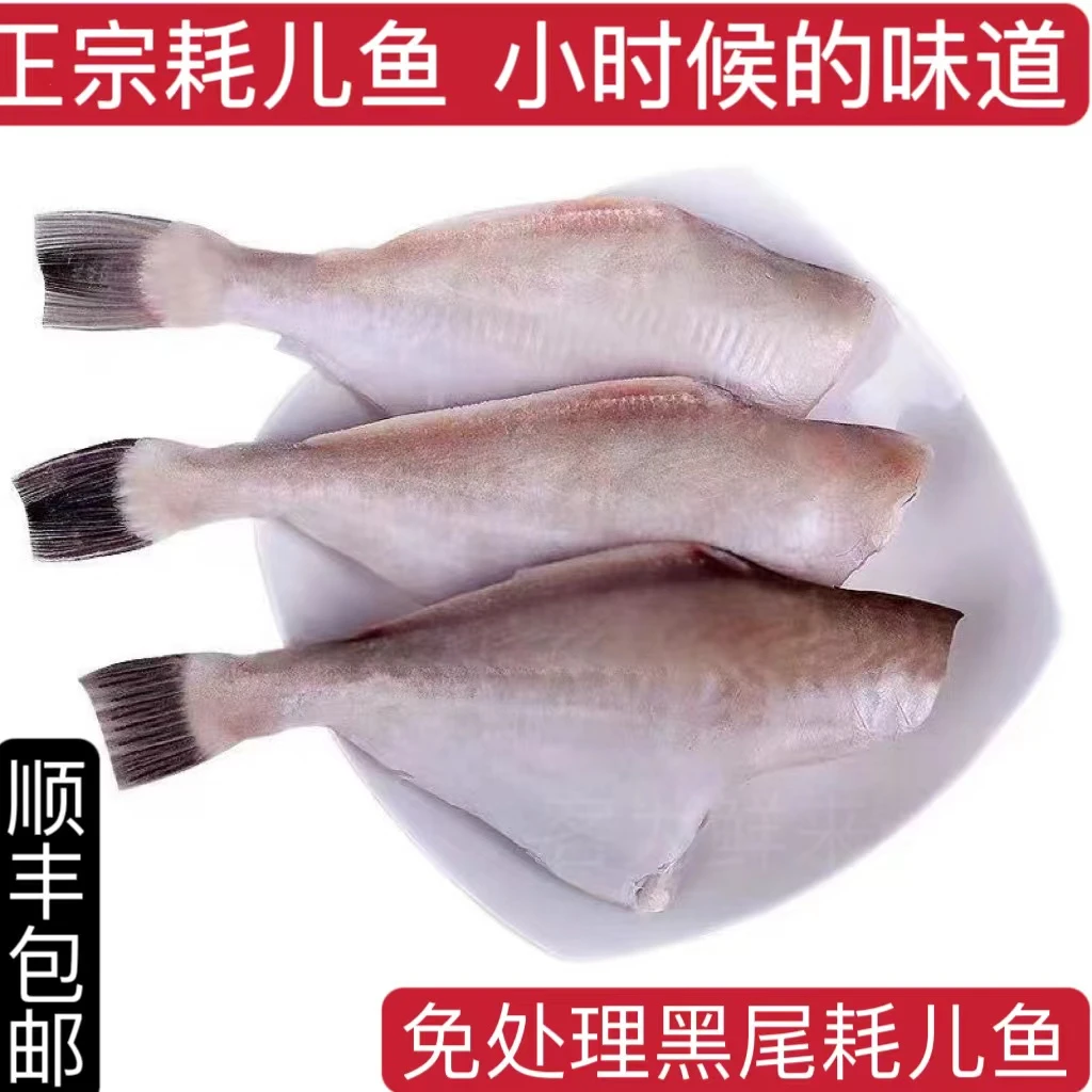 每斤5-8条耗儿鱼马面鱼火锅食材剥皮鱼橡皮鱼马面鲀扒皮鱼顺丰