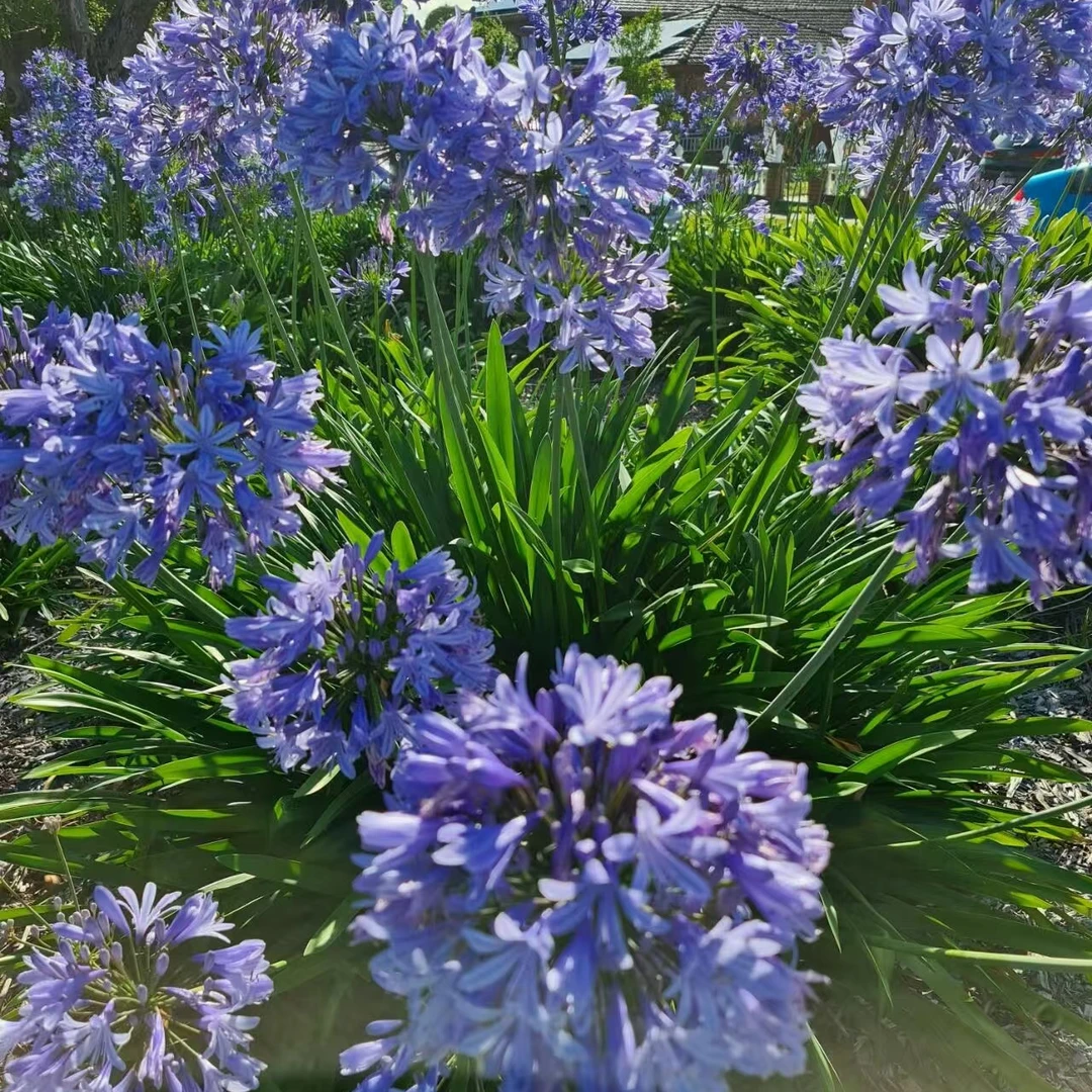 【百子莲】多年生草本花色清新淡雅花期长可切花皮实好养繁殖能力强