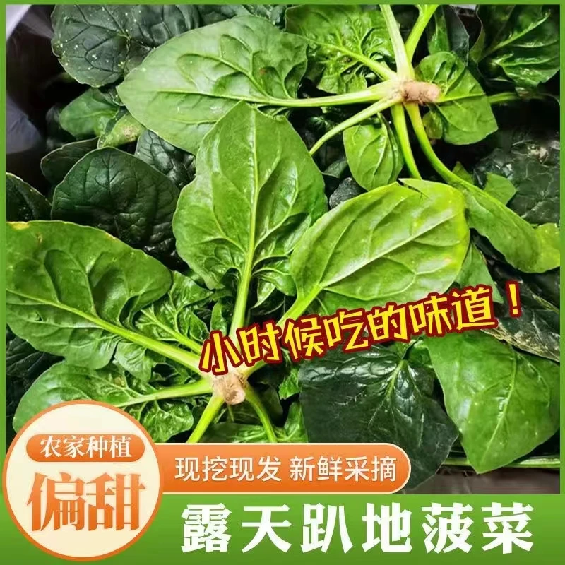 【产地直发】新鲜趴地菠河南红根趴地菠菜3-5斤甜菠菜霜冻菠菜
