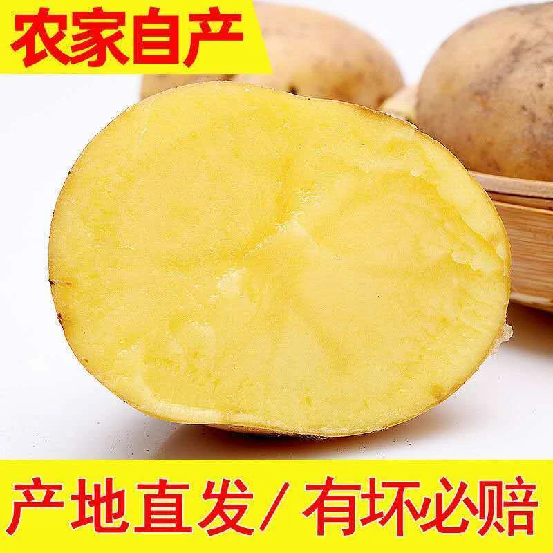 2025现挖现发黄心土豆马铃薯洋芋农家自种新土豆5斤原生态