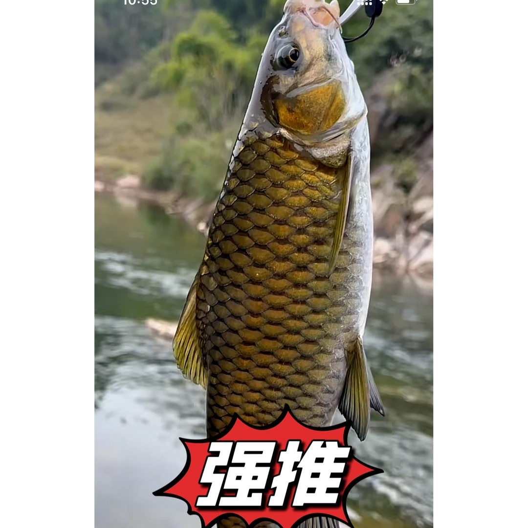 清波鱼中华倒刺鲃鱼 称斤养殖发货