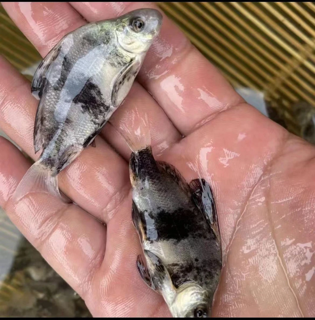 一帆风顺美人鱼 清道夫清洁鱼四川发货