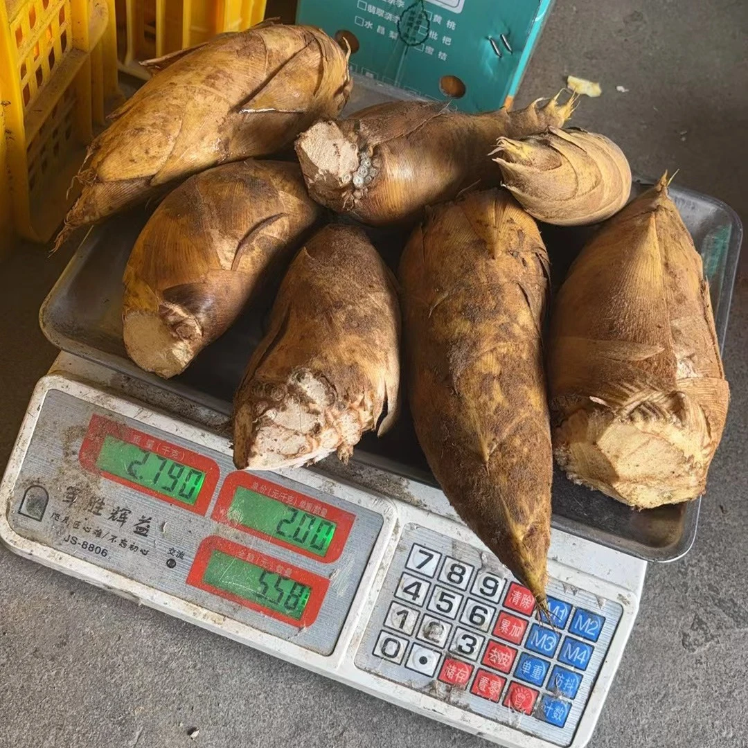 新鲜冬笋现挖现发黄泥巴毛竹笋炒牛肉去根