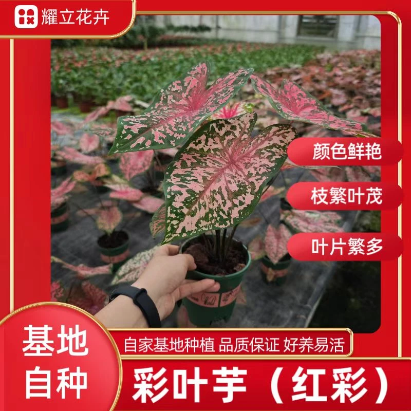 【彩叶芋】红彩艳丽点缀盆栽清新翠绿净化空气易养活家居高贵大叶