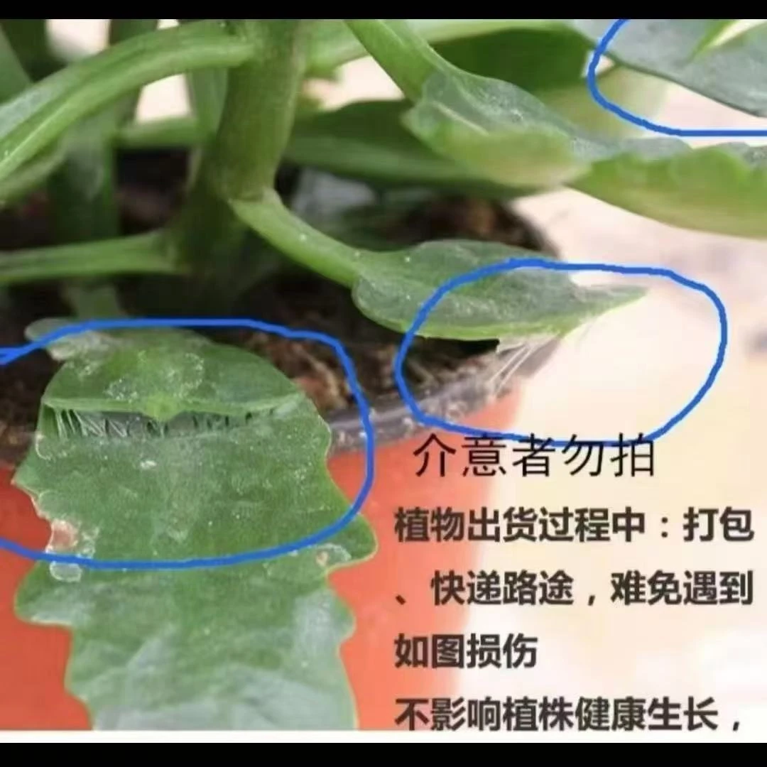 艾拉母本：打顶 断枝条烂叶子黄叶子不售后