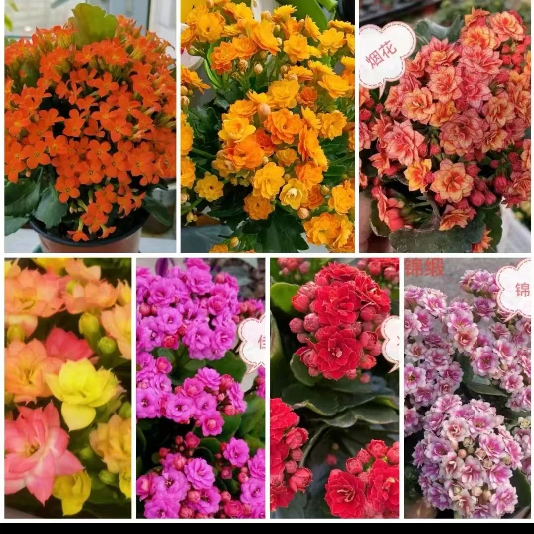 帝王将相： 室内盆栽烂叶黄叶不售后介意勿拍