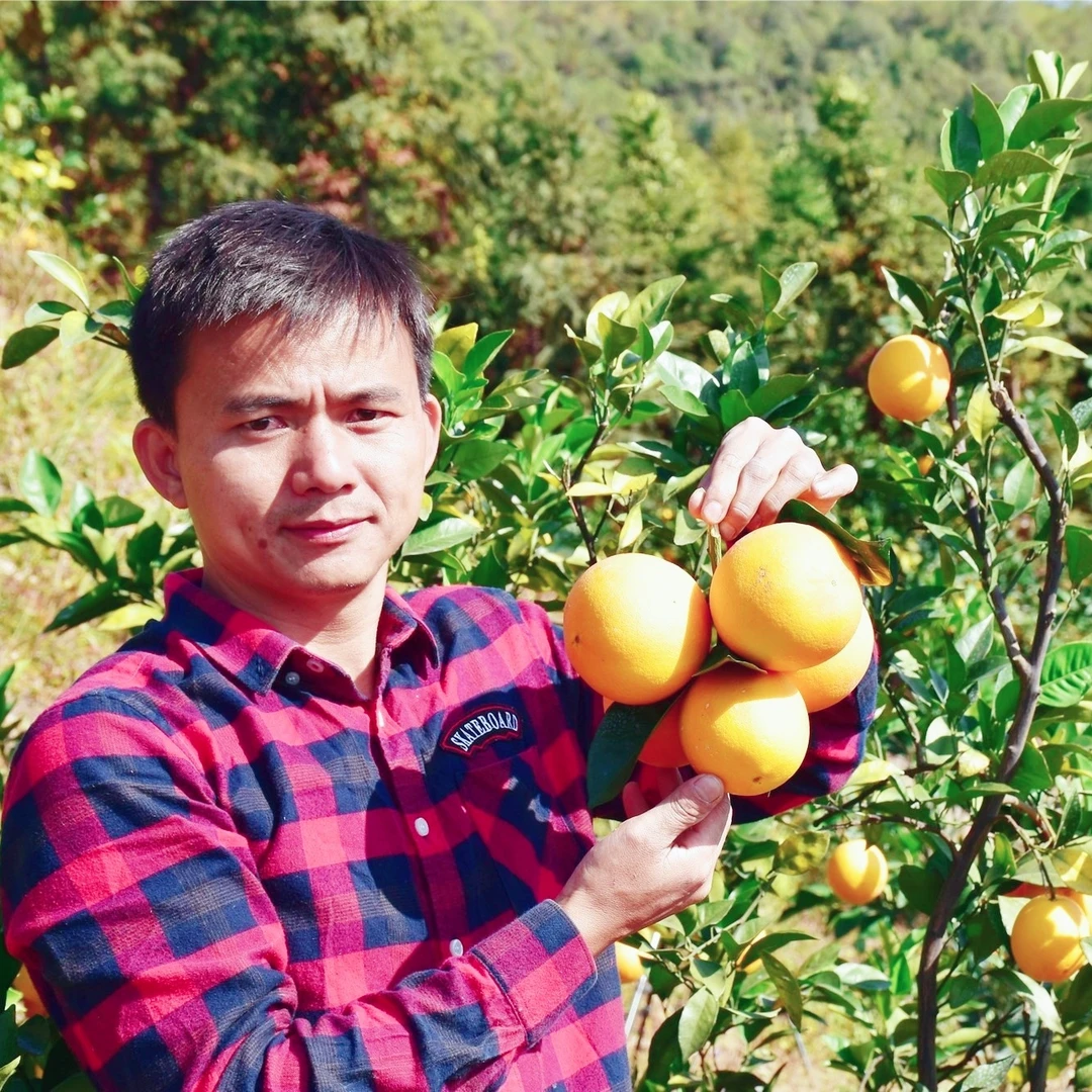赣南安远脐橙果农现摘现发应季水果食用新鲜香甜水分多汁包邮快递