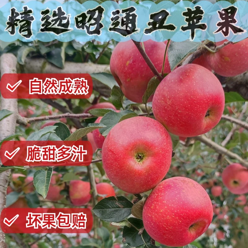 正宗昭通原产地快递发货现摘新鲜丑苹果营养香脆甜好吃自然成熟