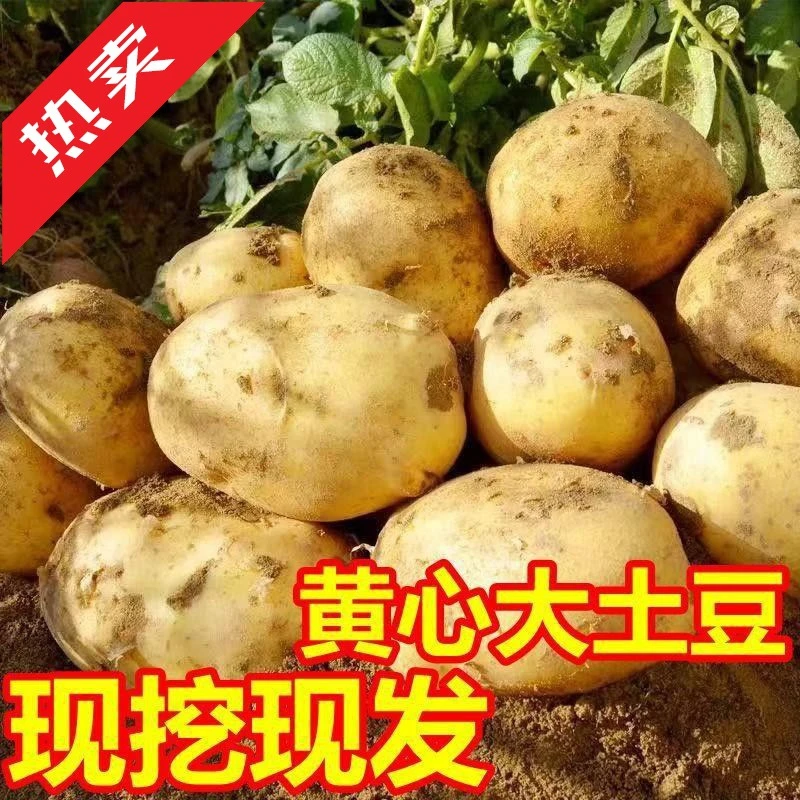 贵州新鲜土豆大中小毕节威宁洋芋高山马铃薯农家十斤黄心土豆种子