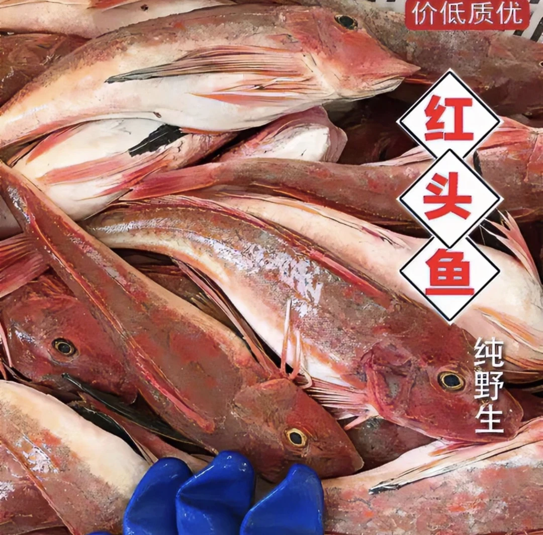 【红头鱼】新鲜红娘子 红修鞋鱼 海捕当潮 海鱼 食用 营养速冻