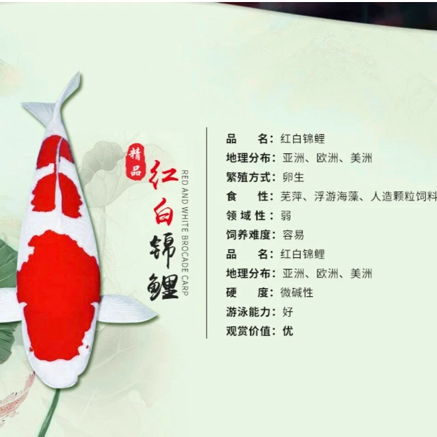 观赏鱼 红白 大正 黑金绯写白写茶鲤锦鲤