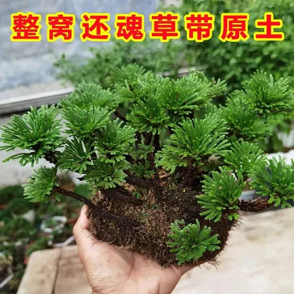 九死还魂草卷柏见水还阳复活草庭院室外阳台盆景盆栽绿植园艺草