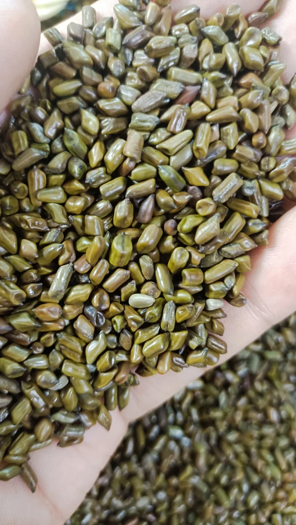 粤【决】北【明】深【子】山  根茎 500g 包邮