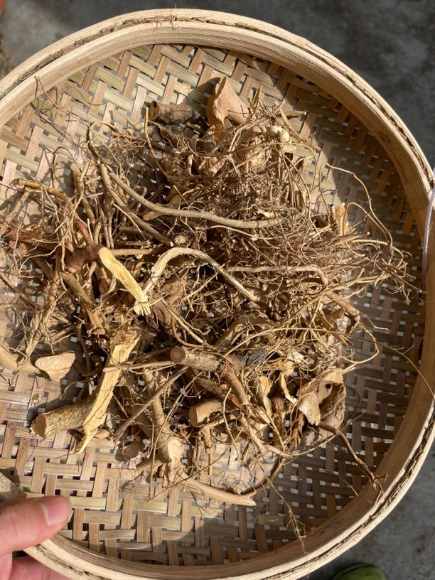 深山老林@（牛奶根 ）A