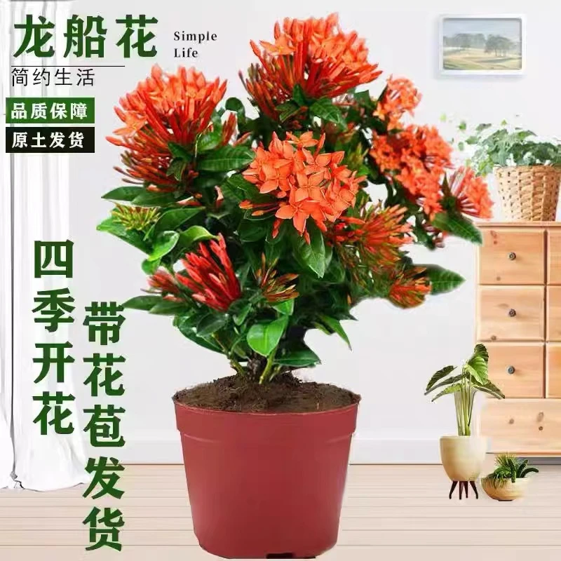 龙船花盆栽庭院阳台四季开花室内外花卉好养植物带花苞绿植绣球花