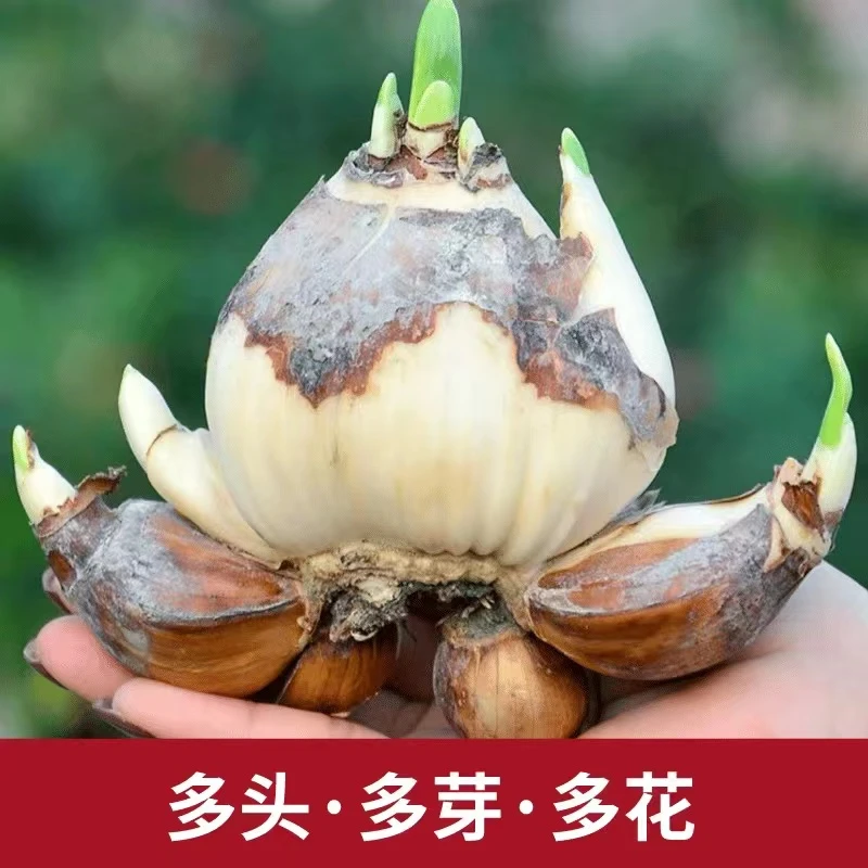 正宗漳州水仙花种球盆栽开花带香味水培冬季办公室内阳台植物年货