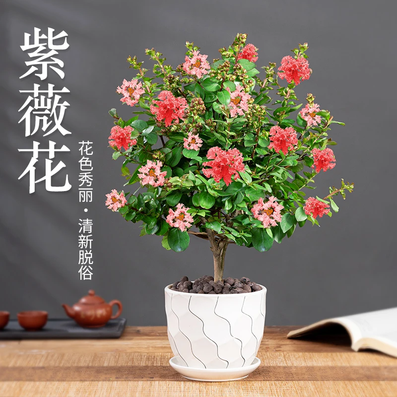 紫薇花盆栽植物阳台庭院观花树苗四季好养百日红耐热老桩花卉盆景