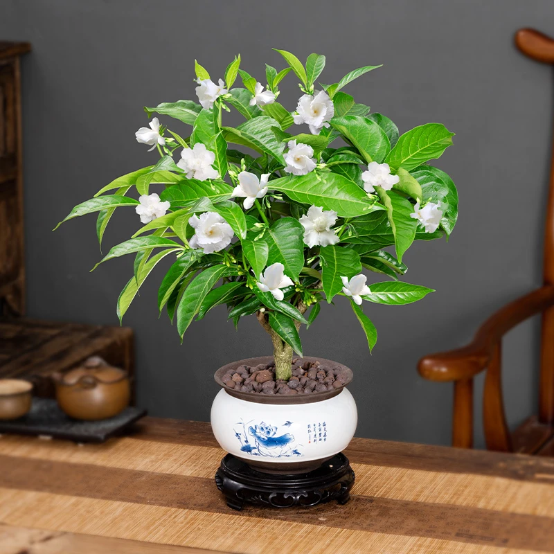 丁香花树苗盆栽花卉植物室内四季开花带花苞浓香好养老桩盆景绿植