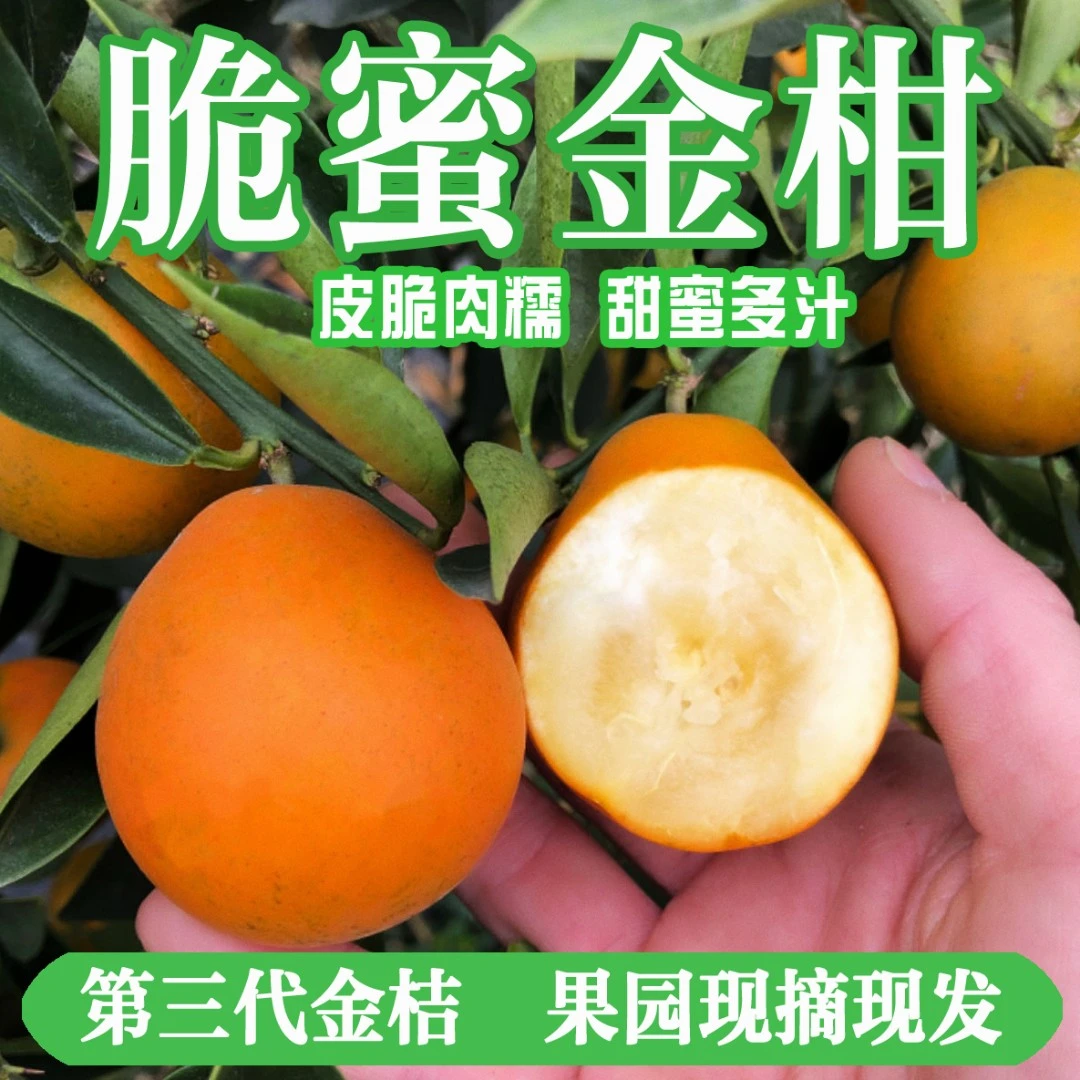 桔县令广西融安脆蜜金桔金柑第三代纯甜高端新鲜水果现摘现发