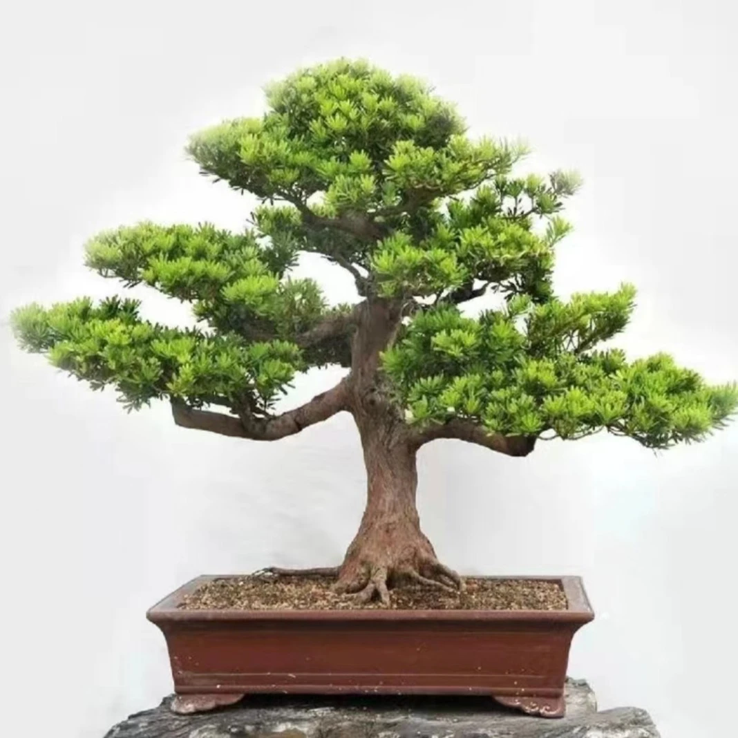 正宗罗汉松盆景雀舌米叶珍珠红芽罗汉松室内盆景大型高端绿植