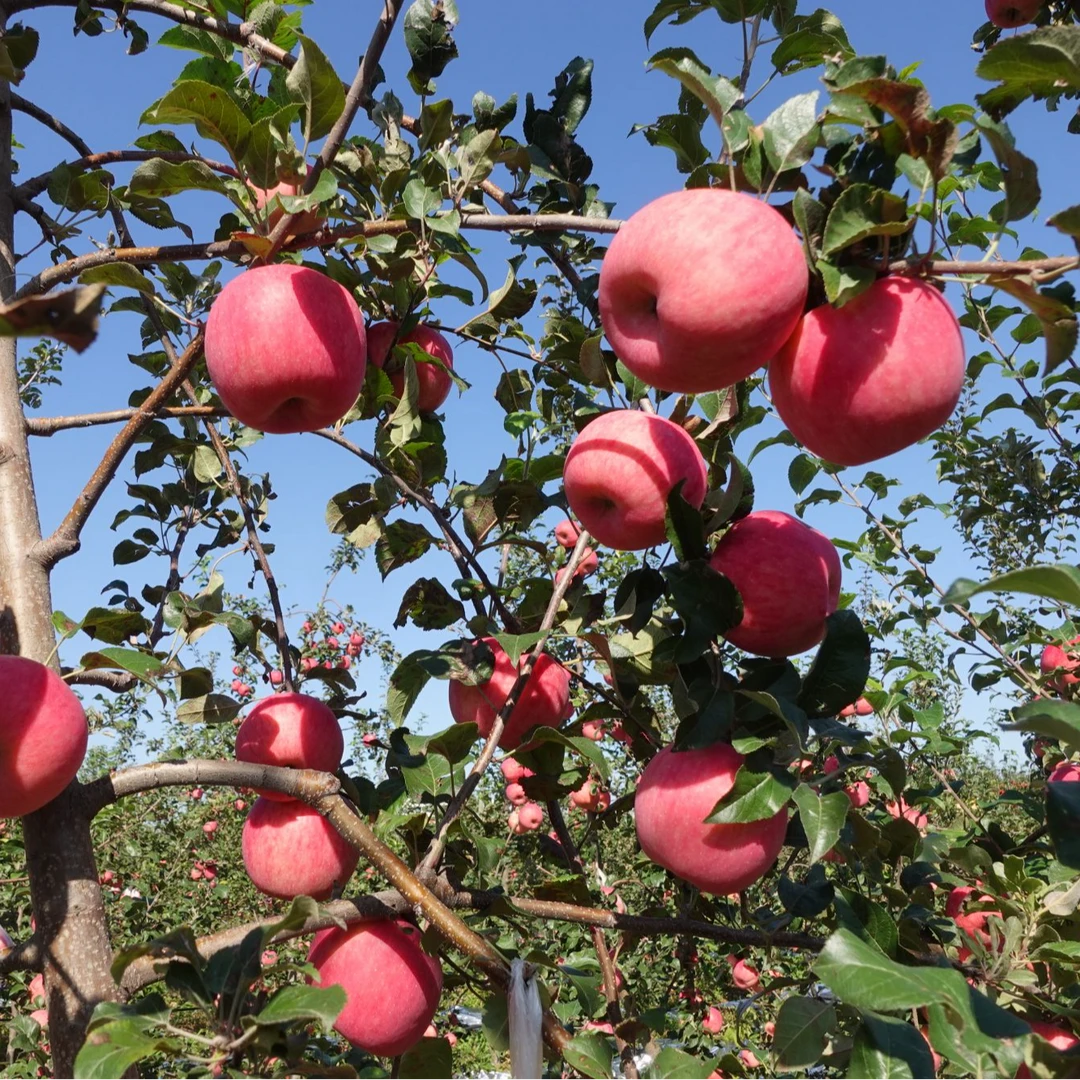 甘肃庆阳秦脆苹果当即现摘现发高海拔爆甜多汁包邮