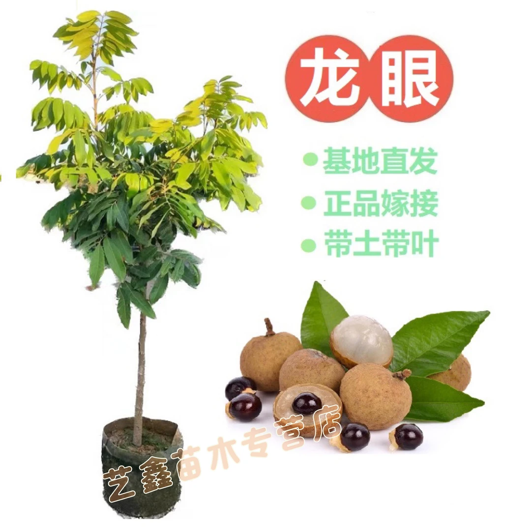 龙眼树苗桂圆苗嫁接苗石硖龙眼储良龙眼四季可种南方果苗地栽庭院