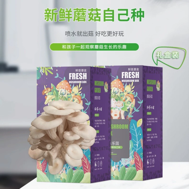 【观察/观赏/有趣】新鲜蘑菇自己种培育孩子动手能力蘑菇盒子DIY
