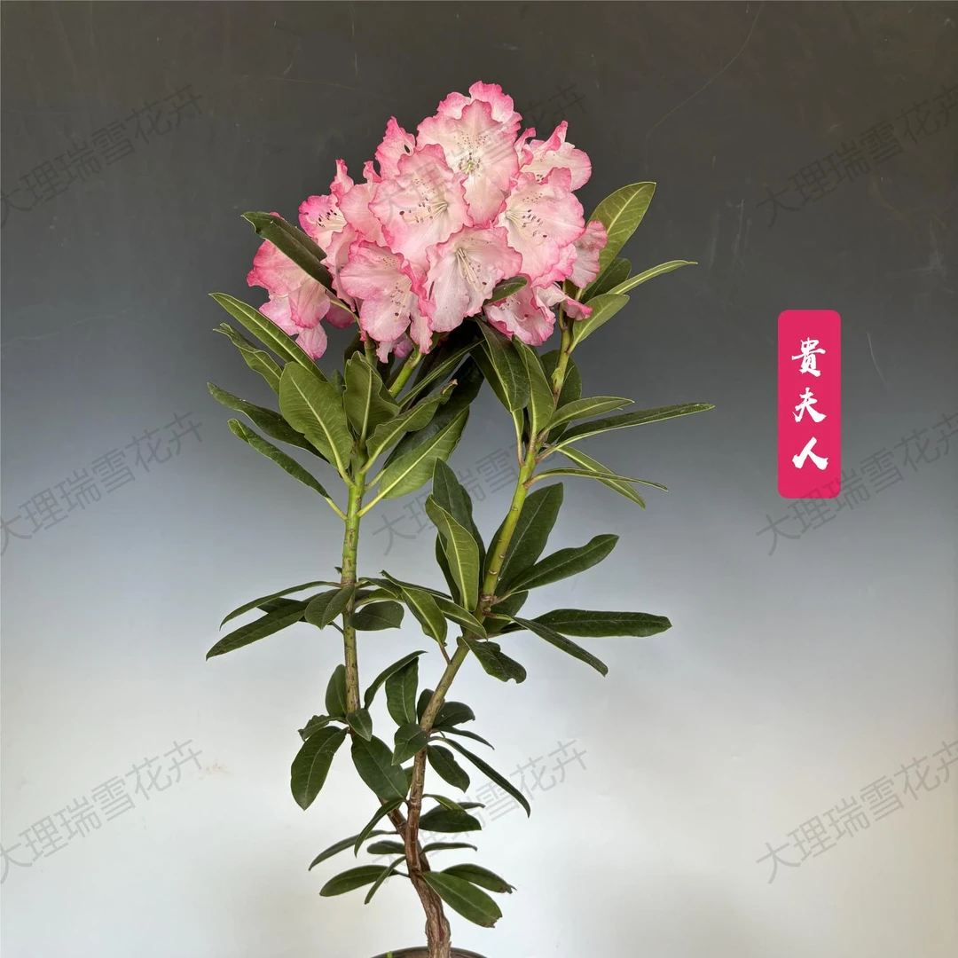 精选高山杜鹃花贵夫人源头种植基地发货超长花期粉色大花自然生长