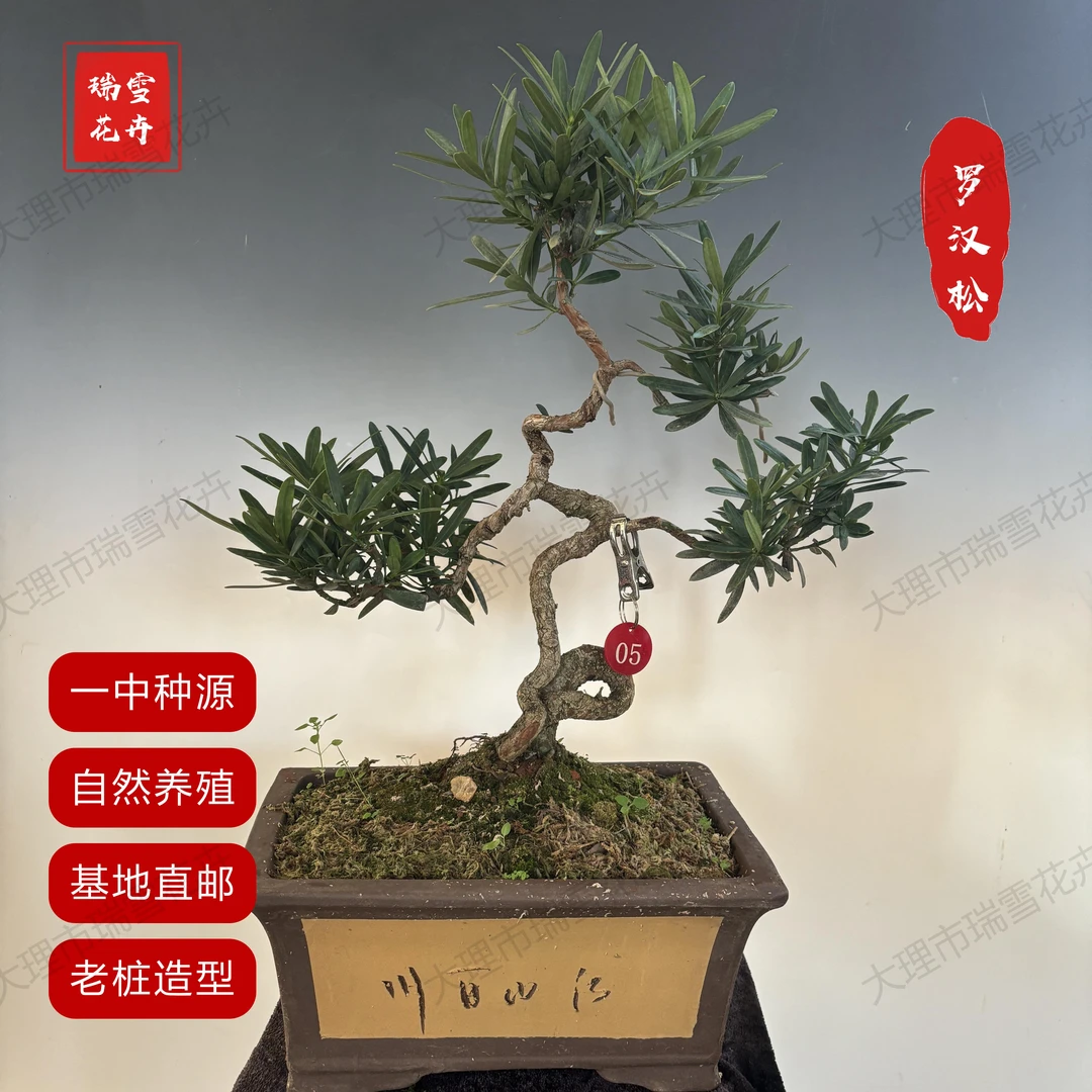 罗汉松老桩造型精品盆景老品种