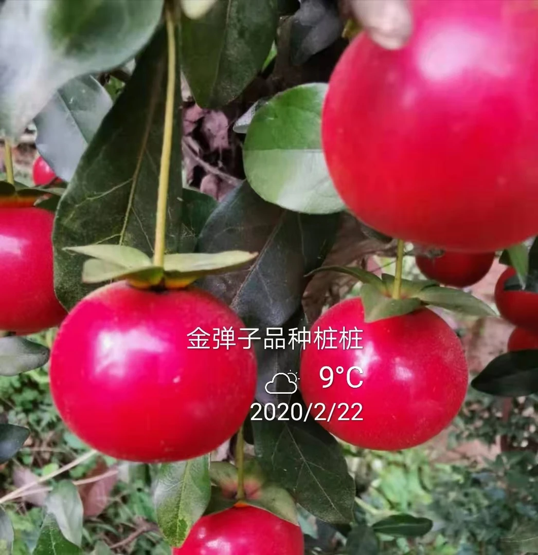 金弹子直播付款专用